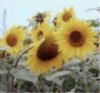 web. sonnenblumenfeld, ausschnitt.jpg