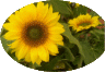 web, sonnenblumen, oval, klein.gif