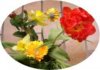 web. blumenstrauÃŸ, mittelgroÃŸ.jpg