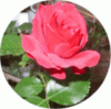 web. rose mit regenperle.gif