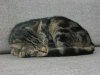 katze_2.jpg