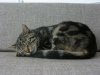 katze_3.jpg