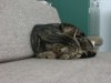 katze_4.jpg