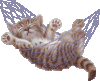 katze-hangematte.gif