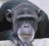 affe.jpg