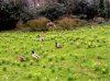 web. djanellas enten.jpg