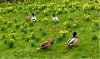 web. djanellas enten 2.jpg