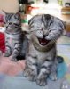 laughing_cat.jpg