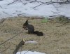 eichhÃ¶rnchen.jpg