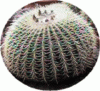 schwiegermutterkaktus.gif