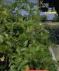 bryophyllum_calycinum_p1jpg.jpg