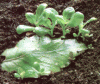 bryophyllumblatt.gif