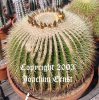 echinocactus_grusonii.jpg