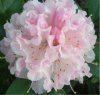 0009 rhododendron-blÃ¼te.jpg