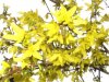web. ausschnitt forsythie, groÃŸ.jpg