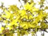 web. ausschnitt forsythie, mittel.jpg