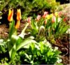 die ersten tulpen, mittel.jpg