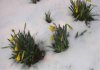 osterglocken im schnee.jpg