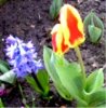 web. tulpe und hyazinthe, mittelgroÃŸ.jpg
