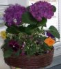 hortensie im korb klein.jpg