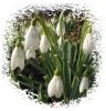 galanthus_nivalis.jpg