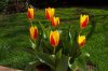 tulpen in sylvies garten.JPG