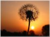 pusteblume im sonnenuntergang kl.JPG