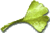 gingko1.gif