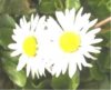 Web. Zwei GÃ¤nseblÃ¼mchen, mittel.jpg
