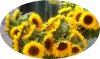 Sonnenblumen 040.jpg