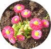 Bellis, rund.jpg