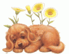 Hund7.gif