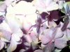 Web. Blau-rosa HortensienblÃ¼te.jpg
