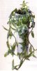 zimmerpflanzen_pflanzen_tradeskantie_tradeskantia_albiflora.jpg