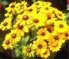 www.Gelbe Blumen, quadratisch.jpg