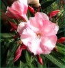 oleander.jpg