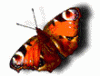 Schmetterling.gif