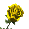 Blume3.gif