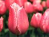 Blume, rote Tulpen.jpg