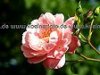 rose.jpg