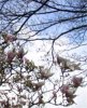 FrÃ¼hling 013.jpg