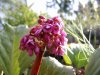 Bergenia.JPG