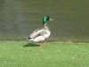 FrÃ¼hling 107.jpg
