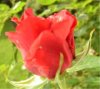 Web. Erste Rose 2).jpg