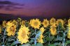 sunflowers.jpg