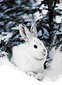 mucki.gif