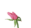Blume8.gif
