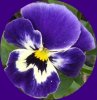 Blaues StiefmÃ¼tterchen, web.jpg