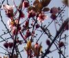 FrÃ¼hling 010.jpg