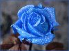 blaue rose.jpg